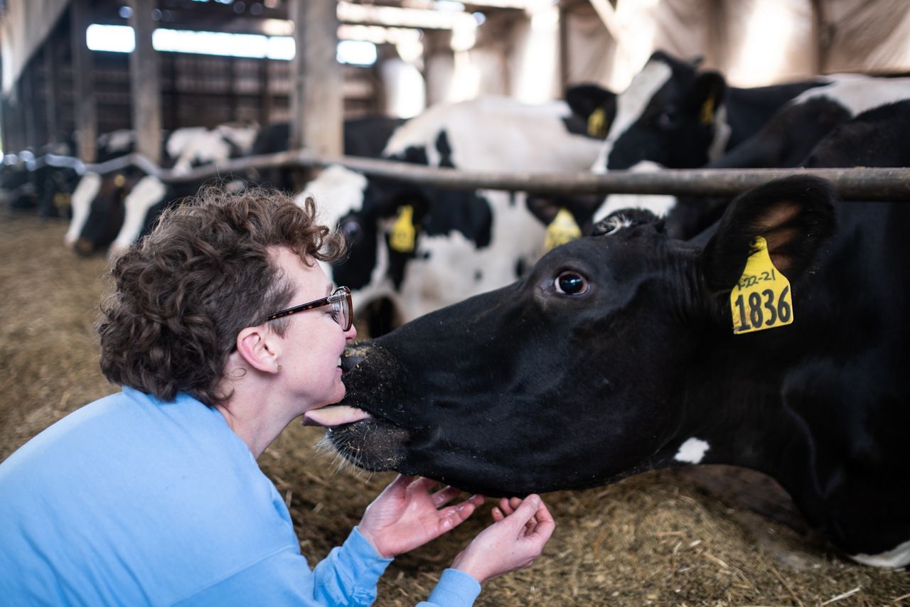 How Fairlife's new ster plant could benefit dairy farmers